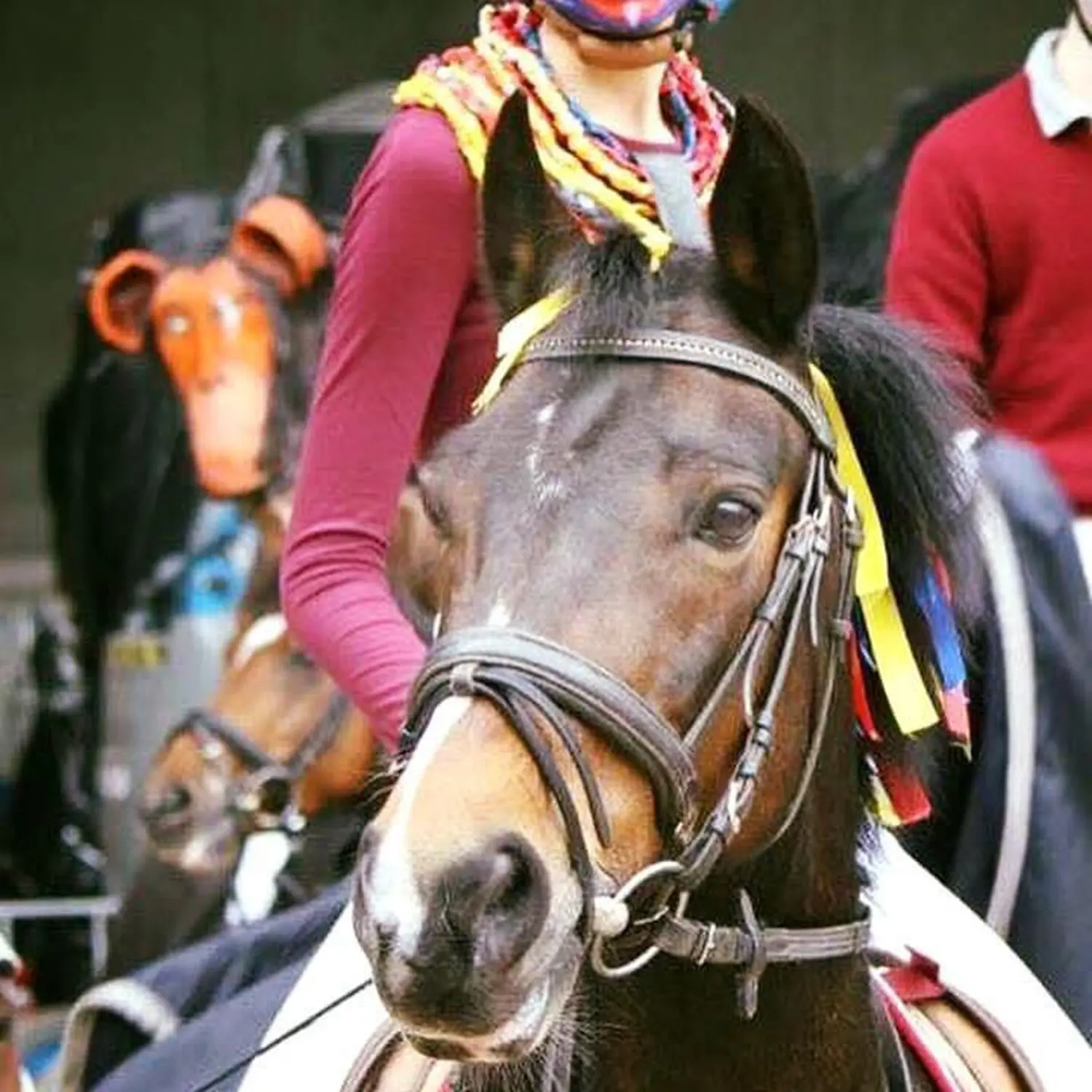 Reitunterricht für Anfänger in Düsseldorf/Essen/ Mülheim 