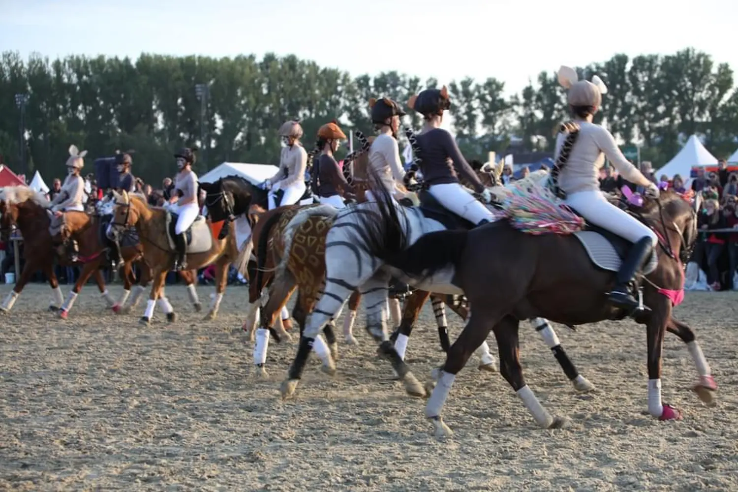 Reitunterricht für Erwachsene in Düsseldorf/Essen/ Mülheim 