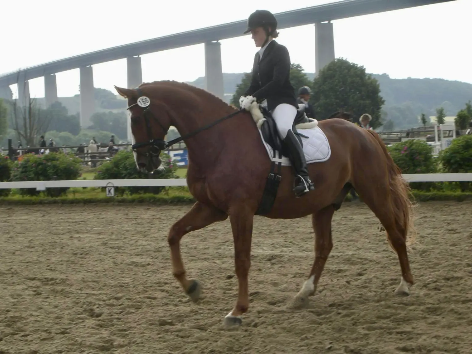 Reitunterricht für Erwachsene in Düsseldorf/Essen/ Mülheim 