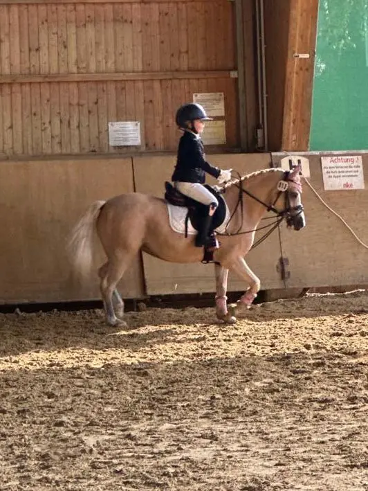 Reitunterricht für Erwachsene in Düsseldorf/Essen/ Mülheim 